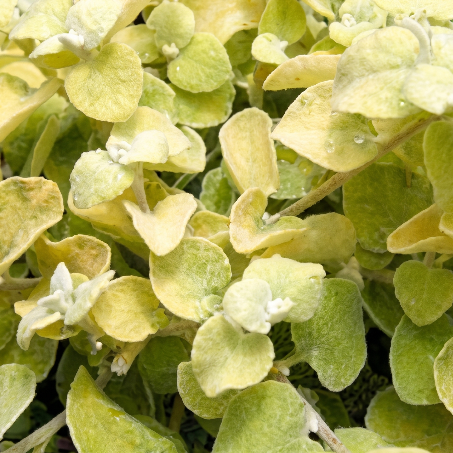 Limelight Licorice Plant