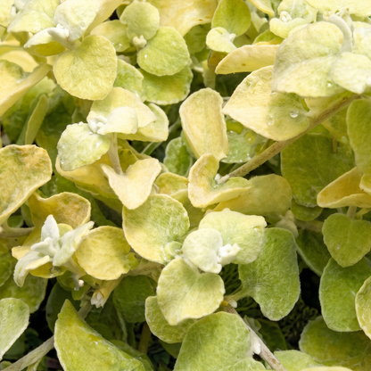 Limelight Licorice Plant