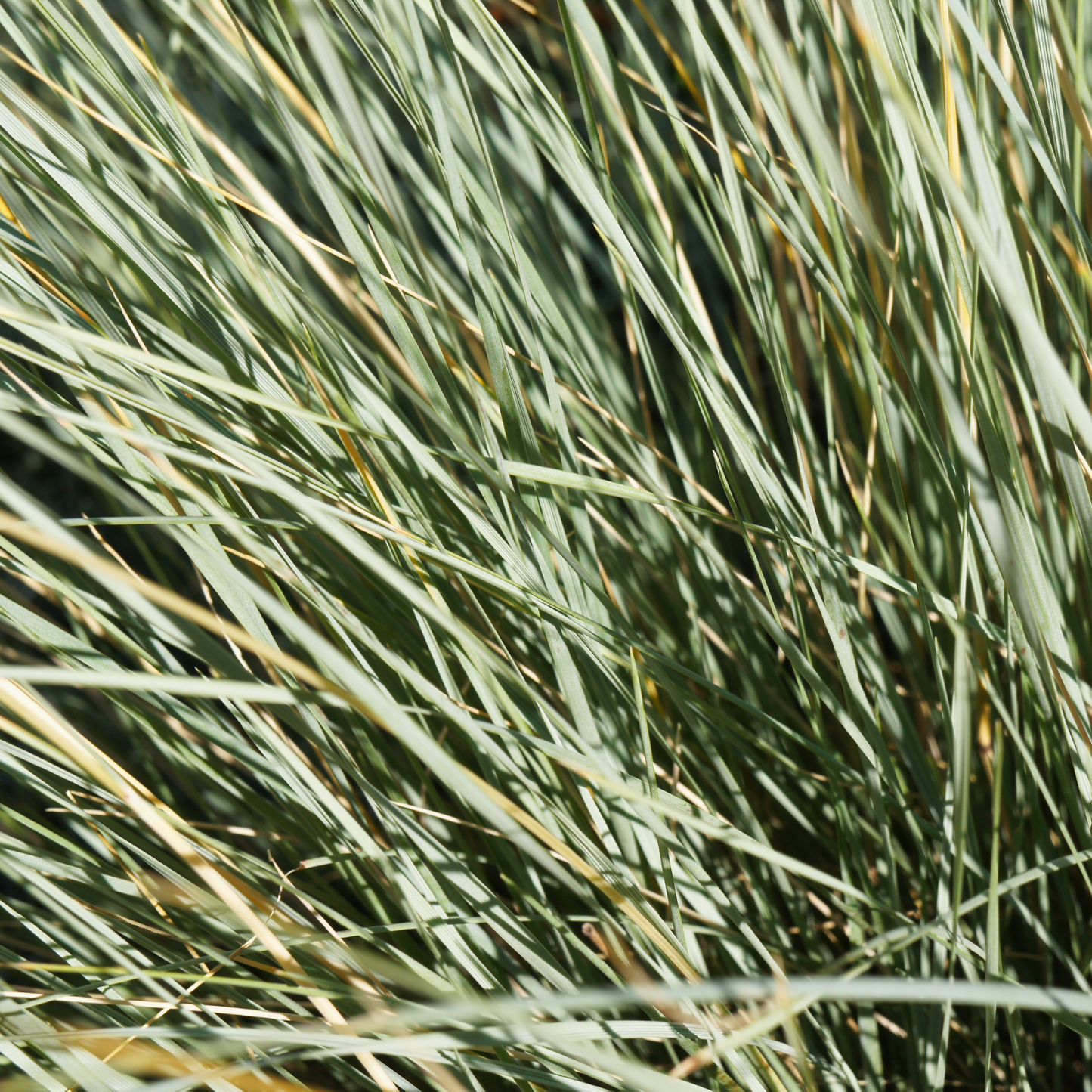 Sapphire Blue Oat Grass