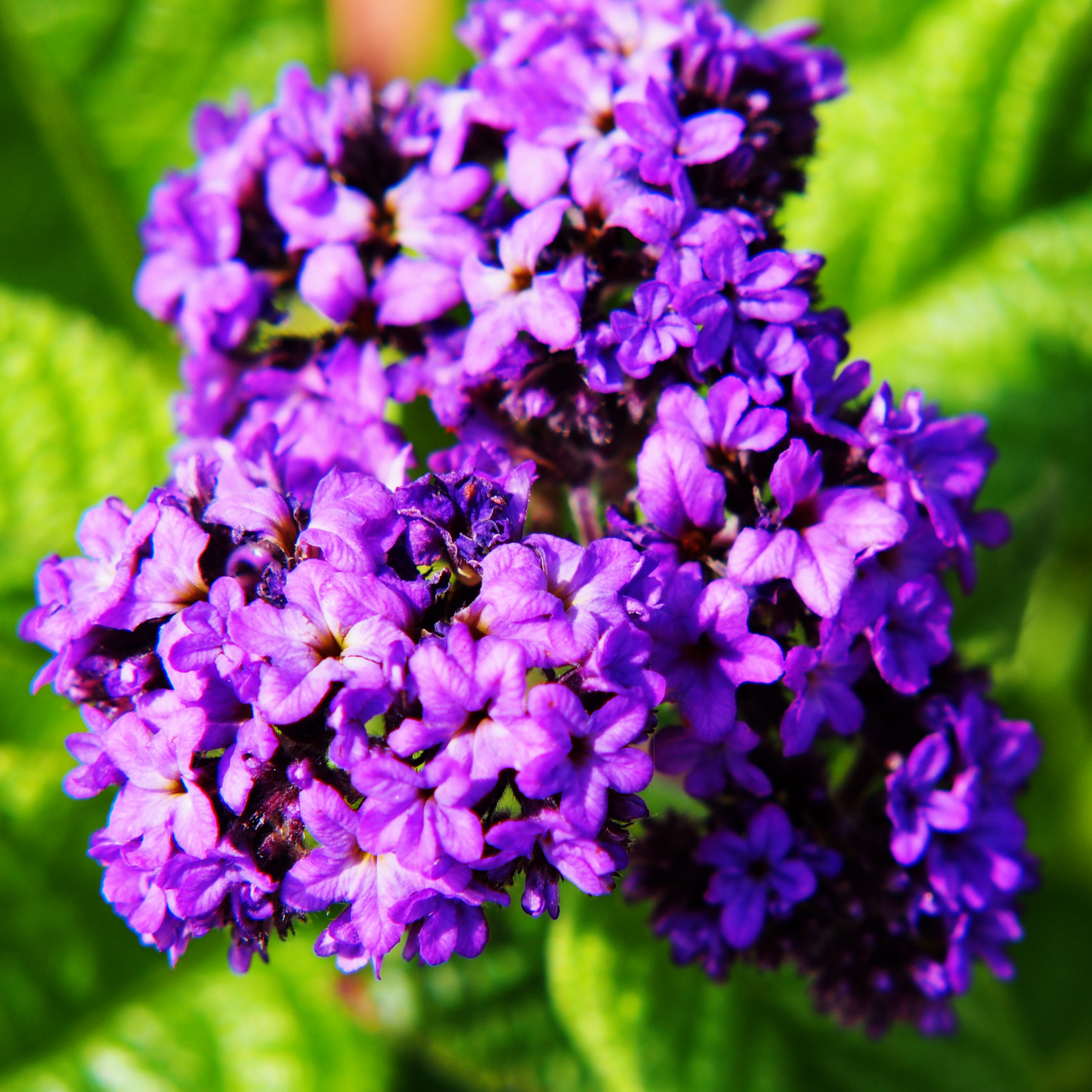 Fragrant Delight Heliotrope
