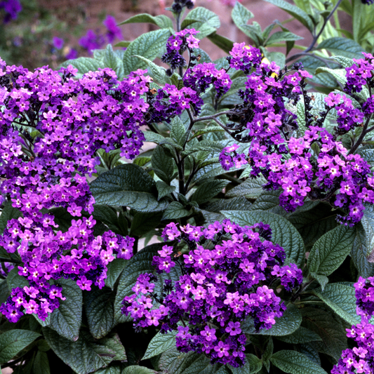 Midnight Sky Heliotrope