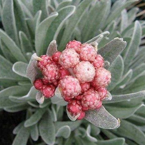 Ruby Cluster Strawflower
