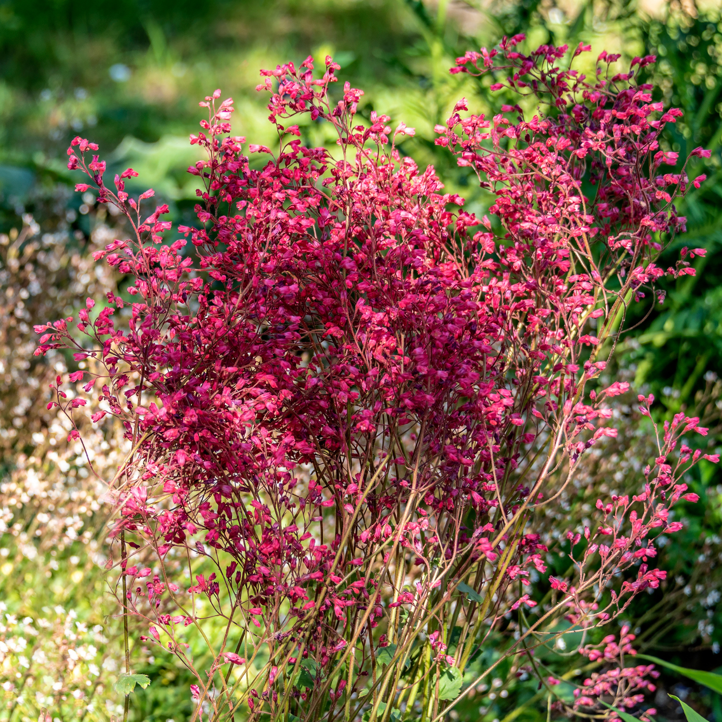Ruby Bells Heuchera