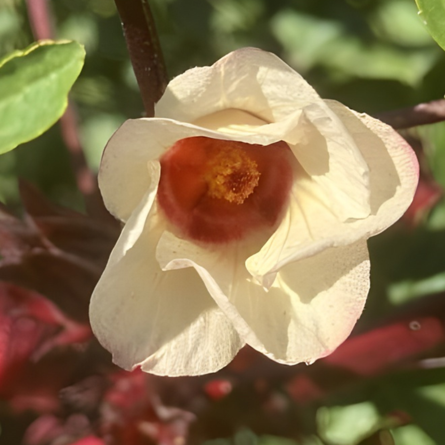 Roselle Hibiscus
