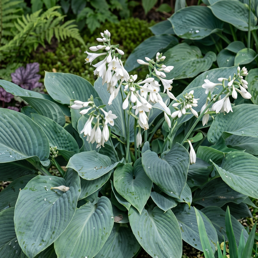 Fragrant Blue Hosta