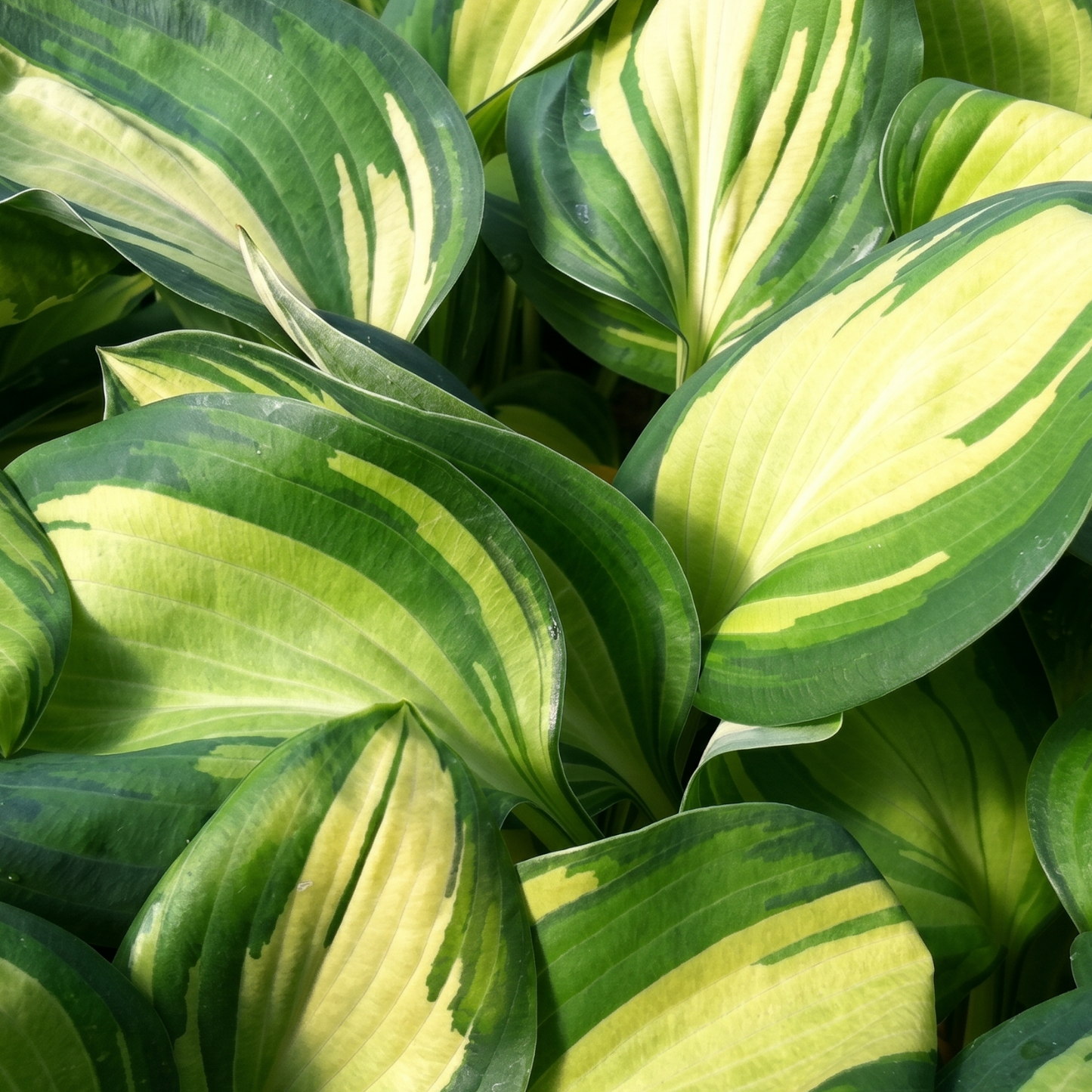 Great Expectations Hosta