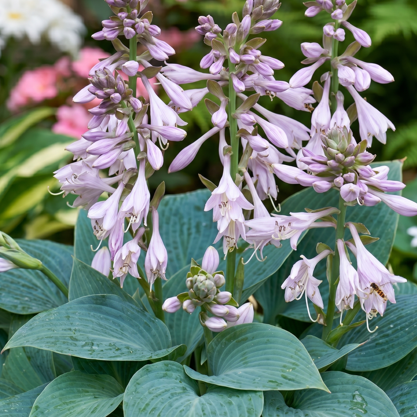 Halcyon Hosta