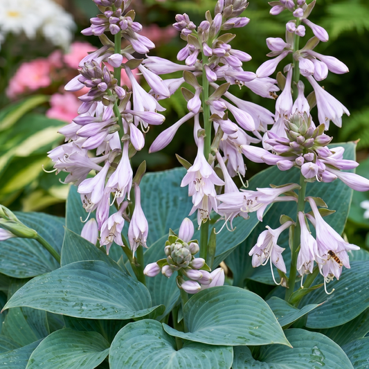 Halcyon Hosta