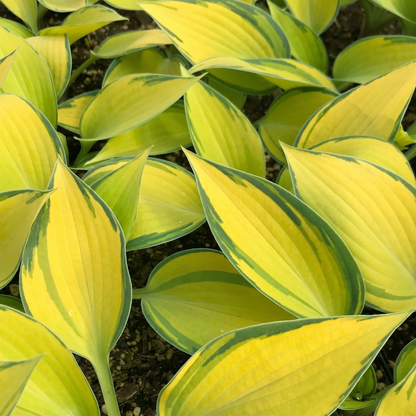 June Hosta