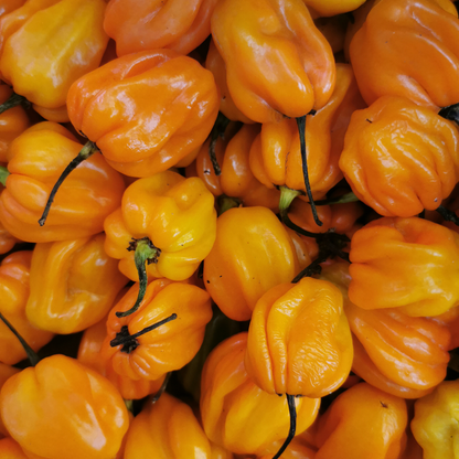 Habanero Pepper