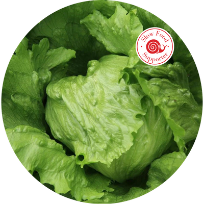 Ark of Taste Hanson Head Lettuce