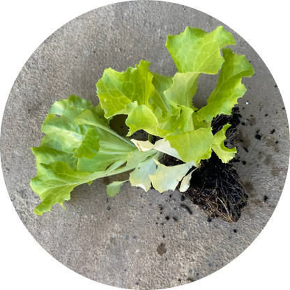 Ark of Taste Hanson Head Lettuce