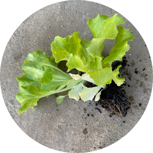 Ark of Taste Hanson Head Lettuce