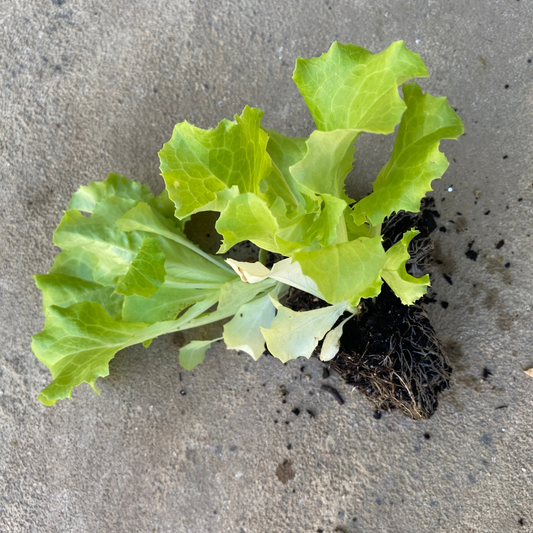 Ark Of Taste Hanson Head Lettuce