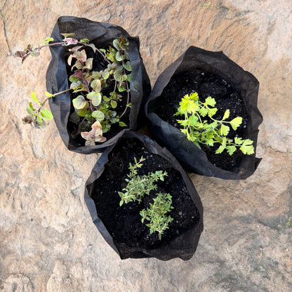 Indoor Superfood Bundle