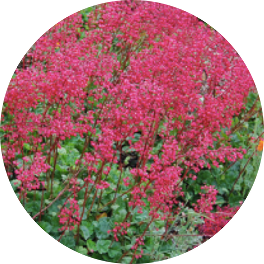 Canyon Delight Heuchera