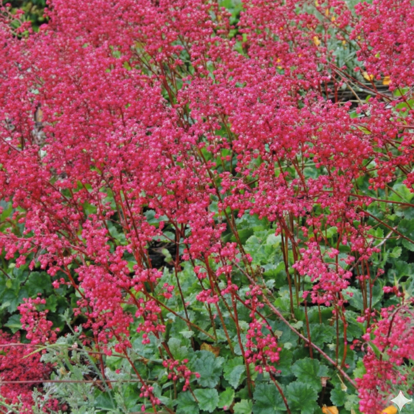 Canyon Delight Heuchera