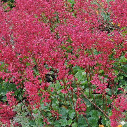 Canyon Delight Heuchera