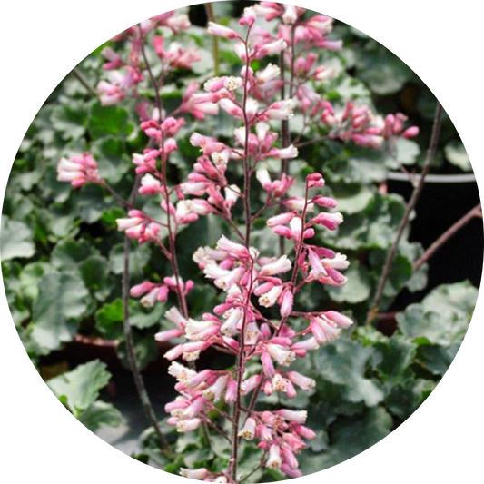 Canyon Duet Heuchera