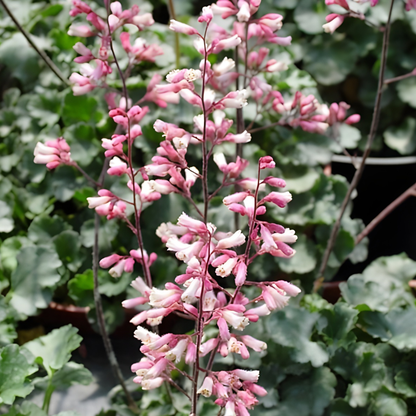 Canyon Duet Heuchera