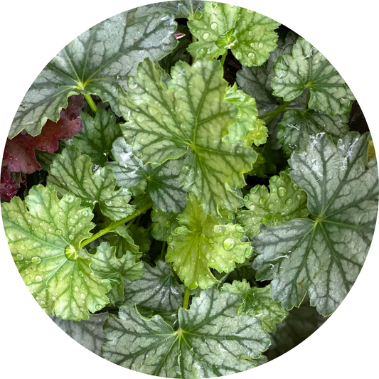 Evergreen Heuchera