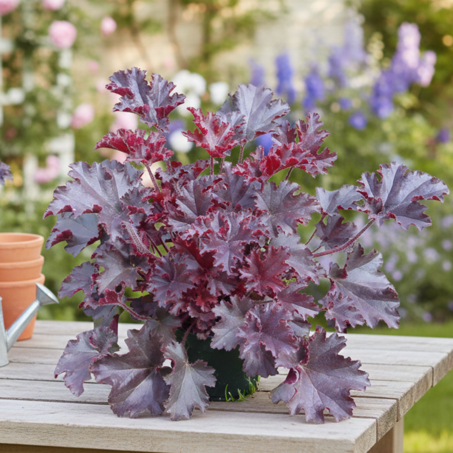 Melting Fire Heuchera