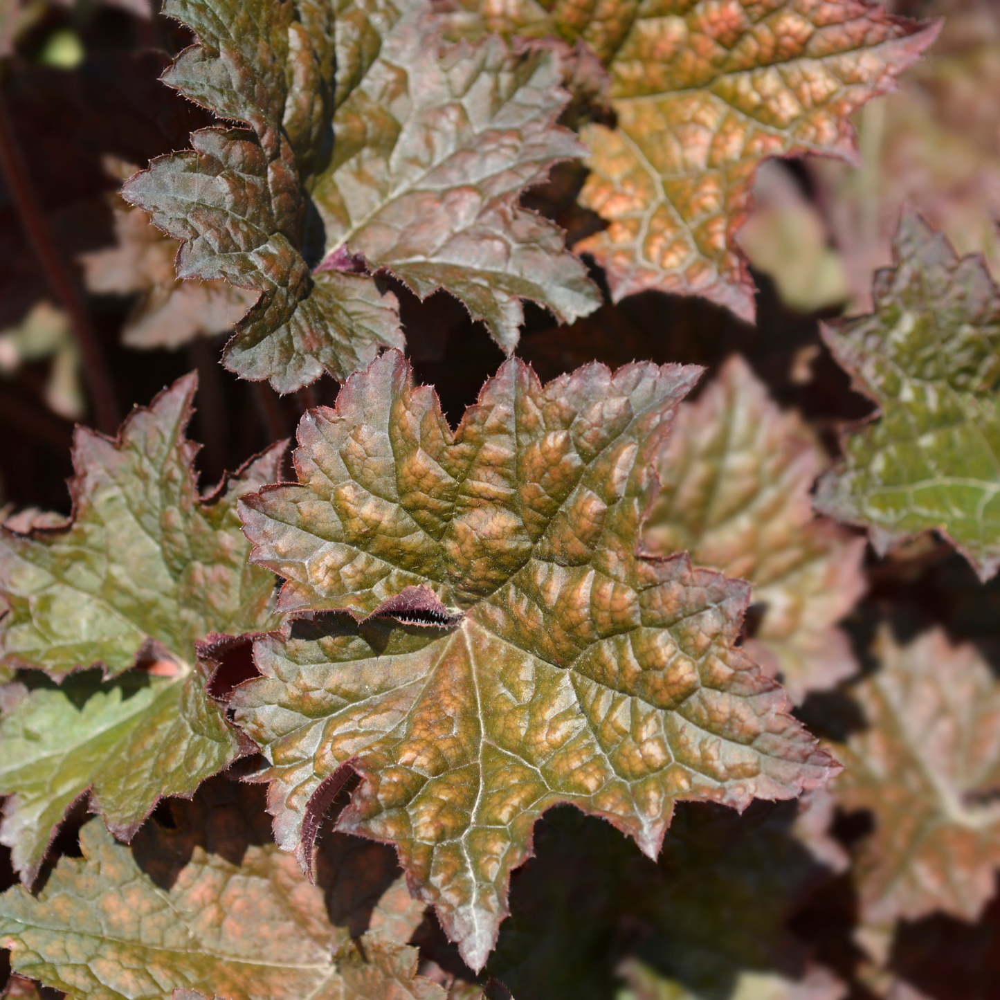 Palace Purple Heuchera