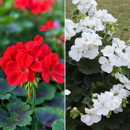 Holiday Window Box Bundle