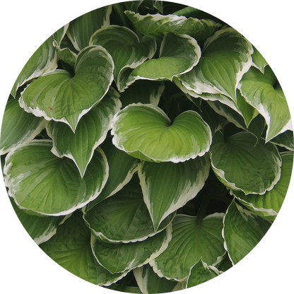 White Edges Leaves Hostas