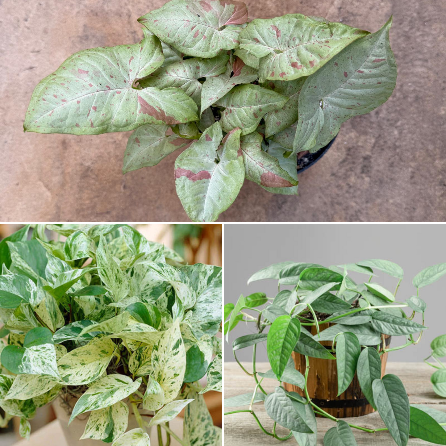 House Plant Bundle