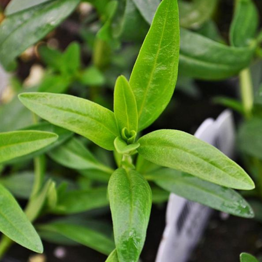 Hyssop