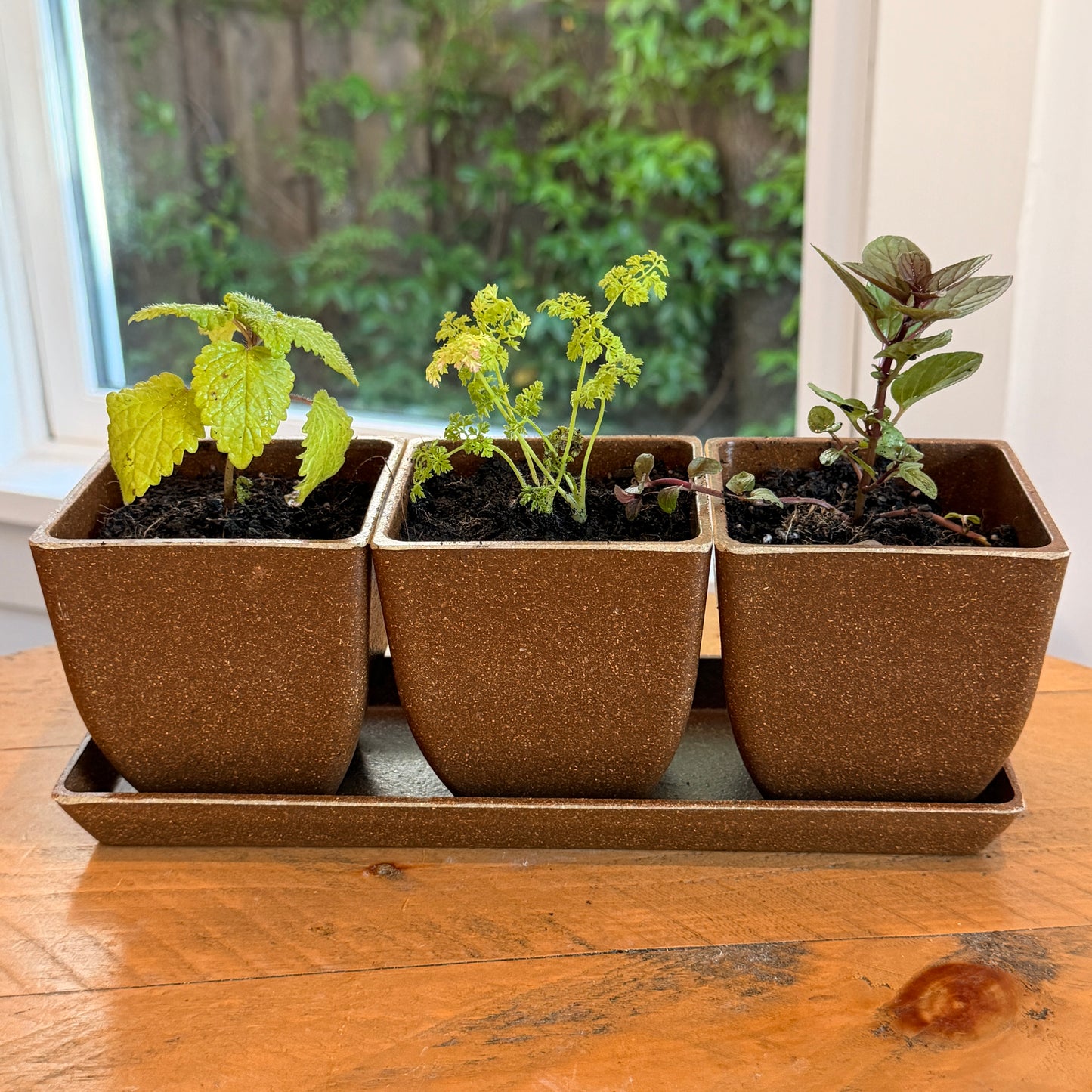 plant pot trio Kitchen Herb Trio – 3 Herbs with Pots & Tray – Planted Places
