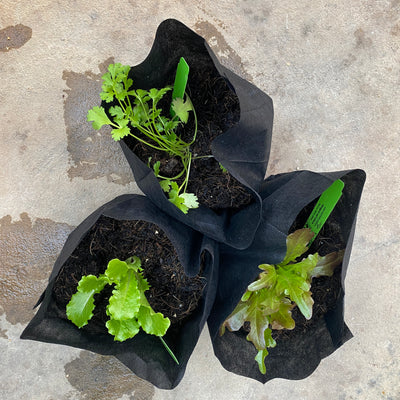 Indoor Superfood Bundle