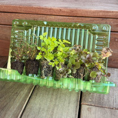 Organic Herb Garden Kit