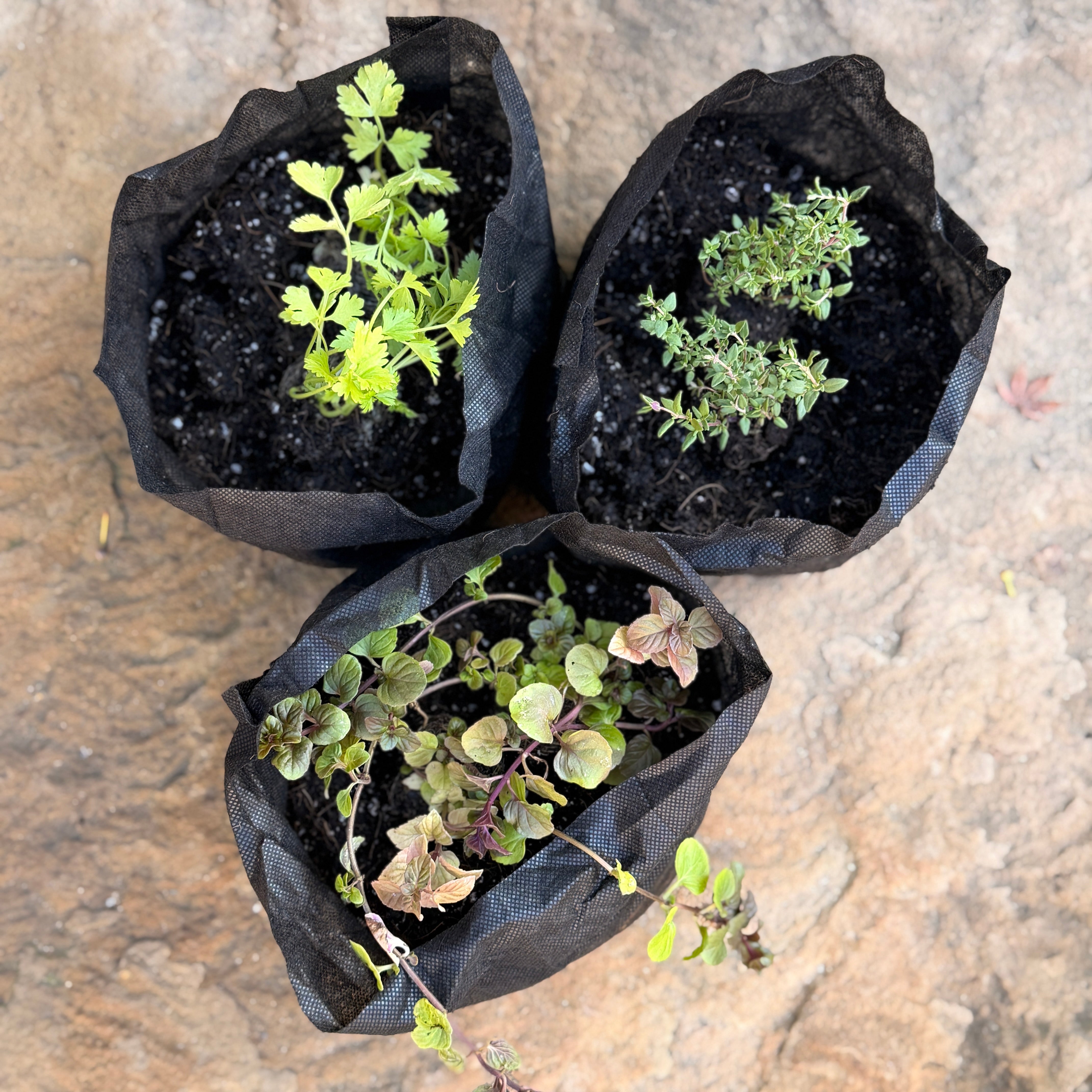 Organic Herb Garden Kit - Starter Plants & Everything You Need