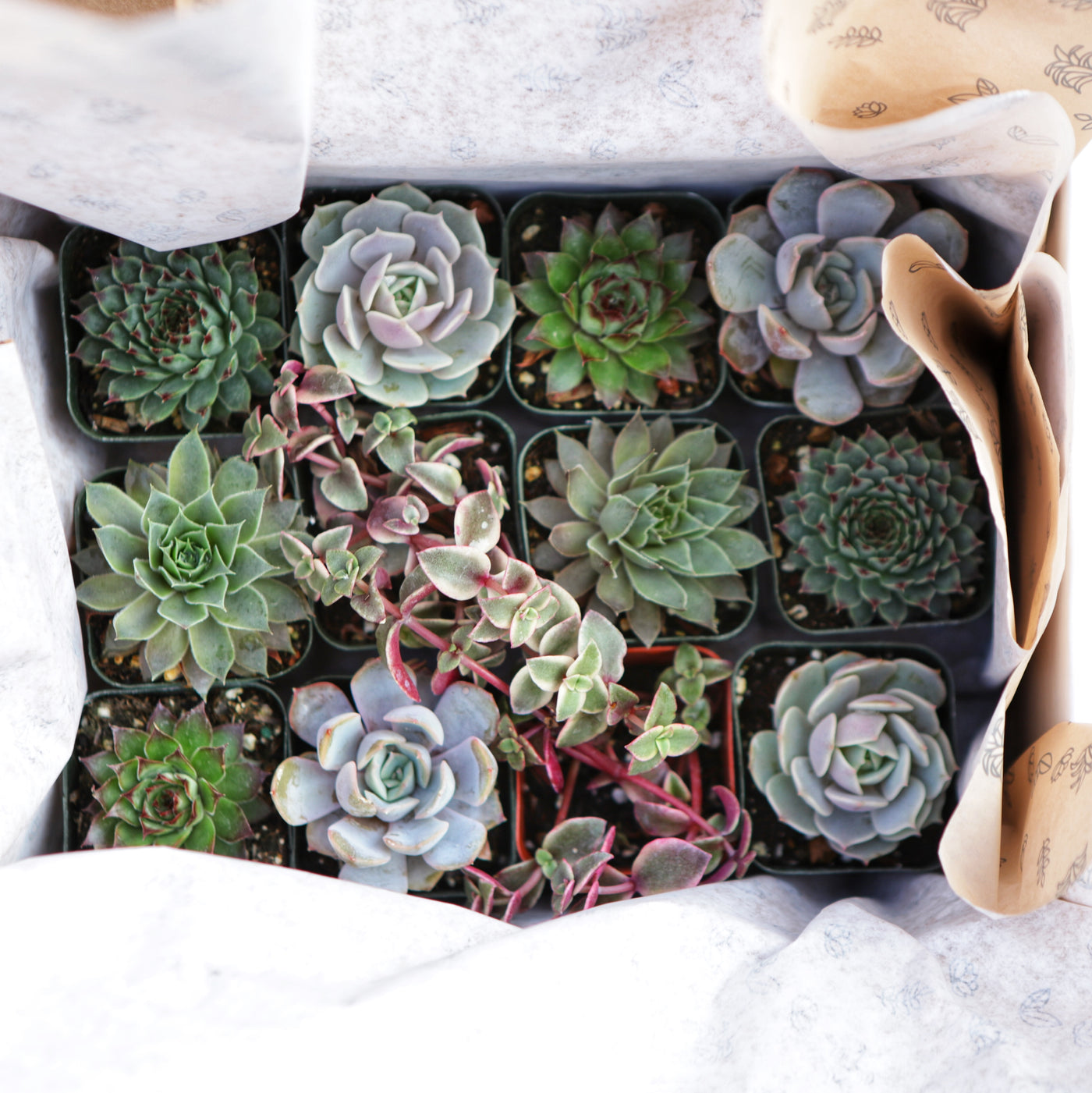 Succulent Bundles