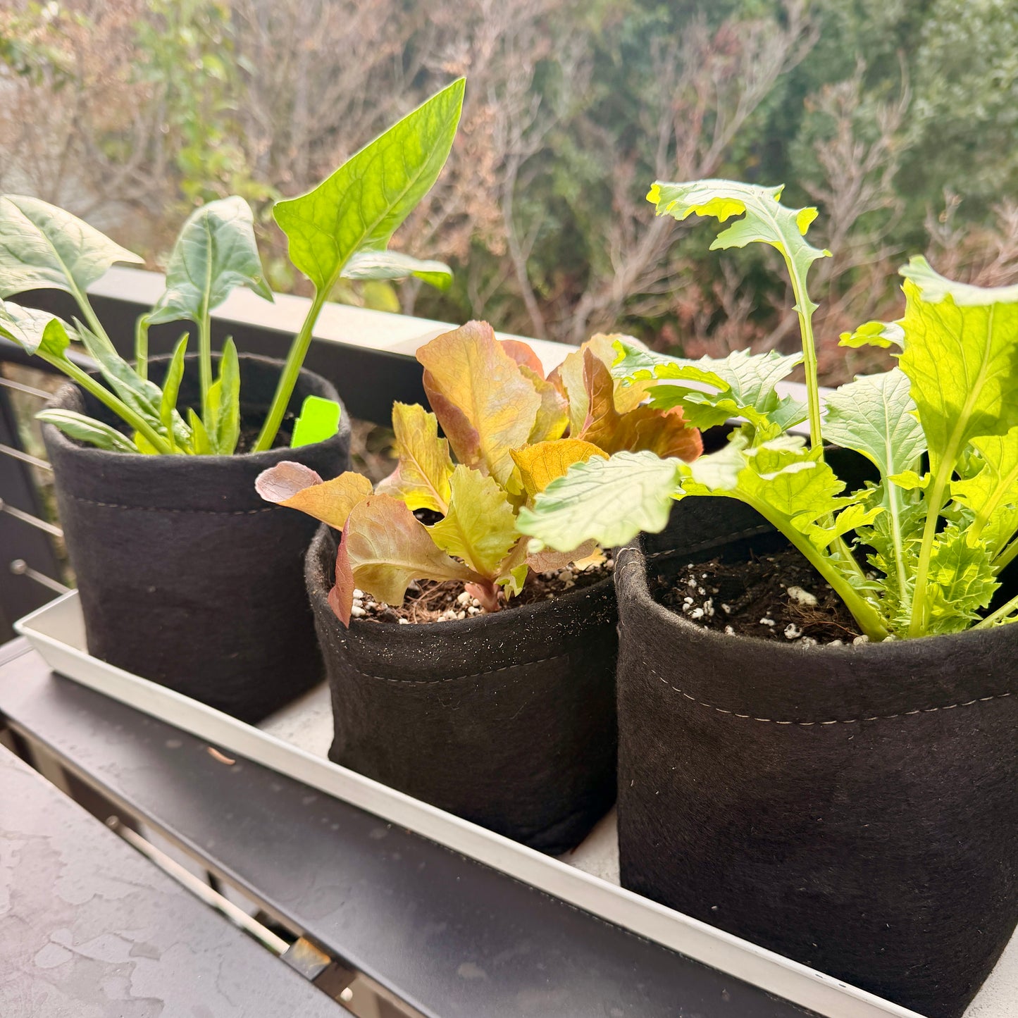 Edible Garden Gift Box - 3 month subscription
