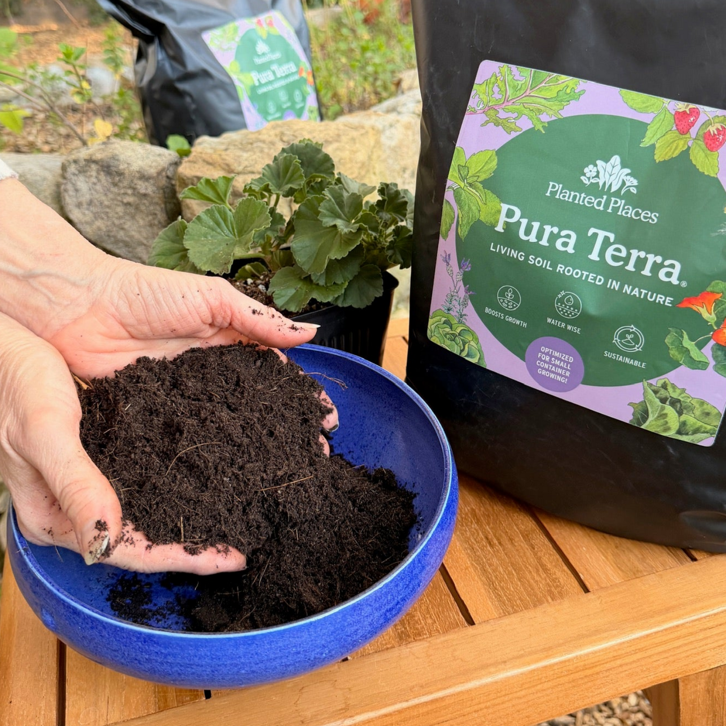Seasonal Varieties Seedling 6-Pack Bundle