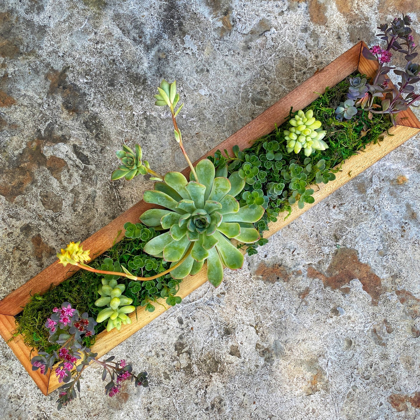 Pre-planted Succulent Box Planter Kit - Large Rectangle