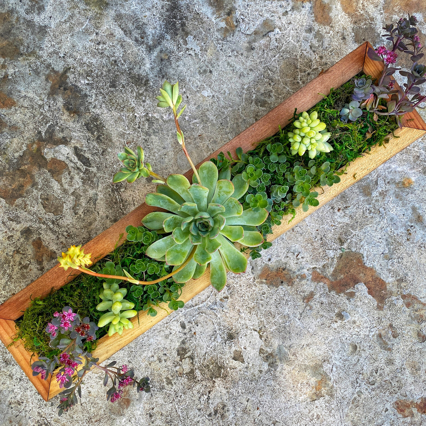 Pre-planted Succulent Box Planter Kit - Large Rectangle