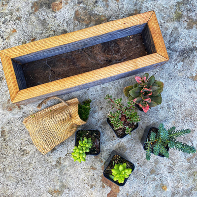 Succulent Box Planter Kit - Medium Rectangle