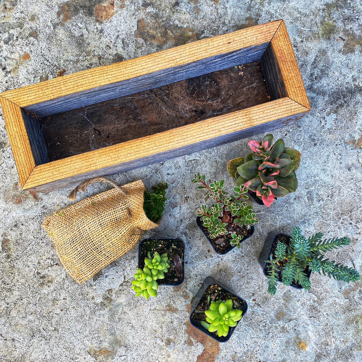 Pre-planted Succulent Box Planter Kit - Medium Rectangle