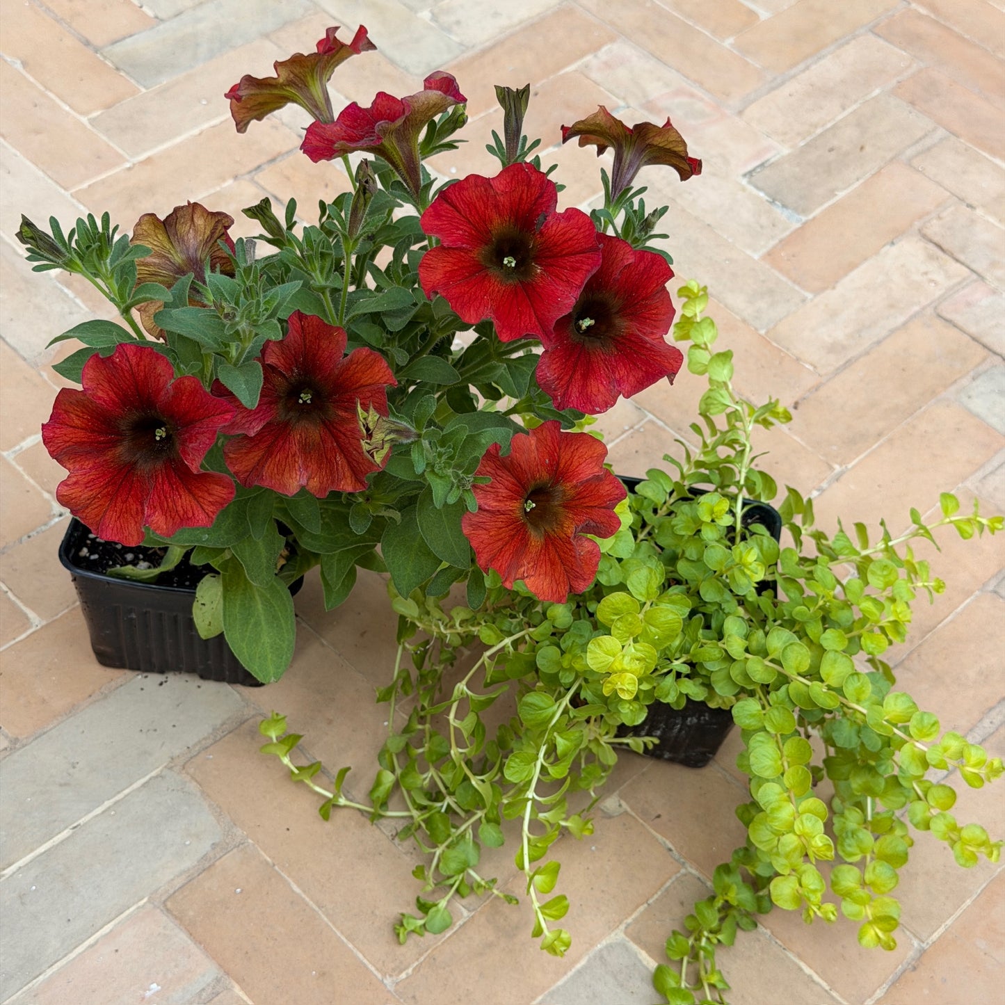 Fire Monthly Floral Box
