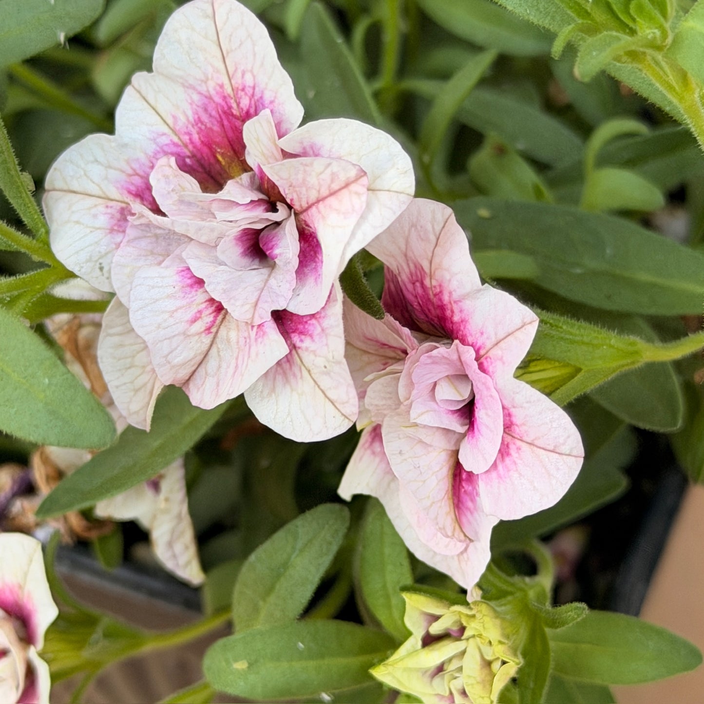 Pretty in Pink Monthly Floral Box