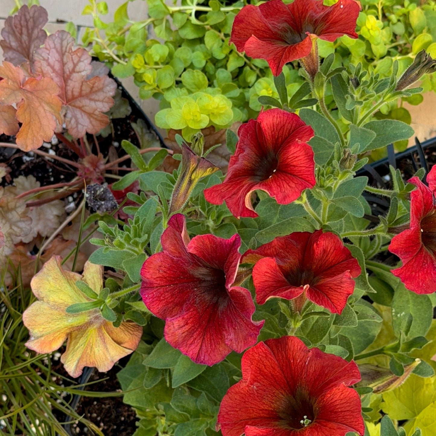 Fire Monthly Floral Box