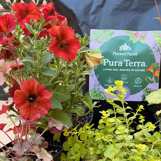 Fire Monthly Floral Box