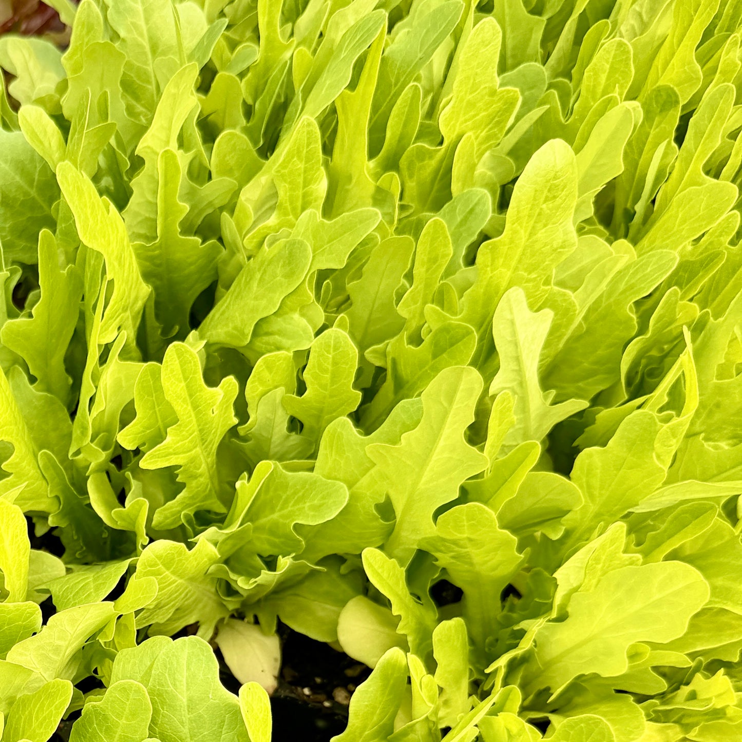 Italienischer Leaf Lettuce