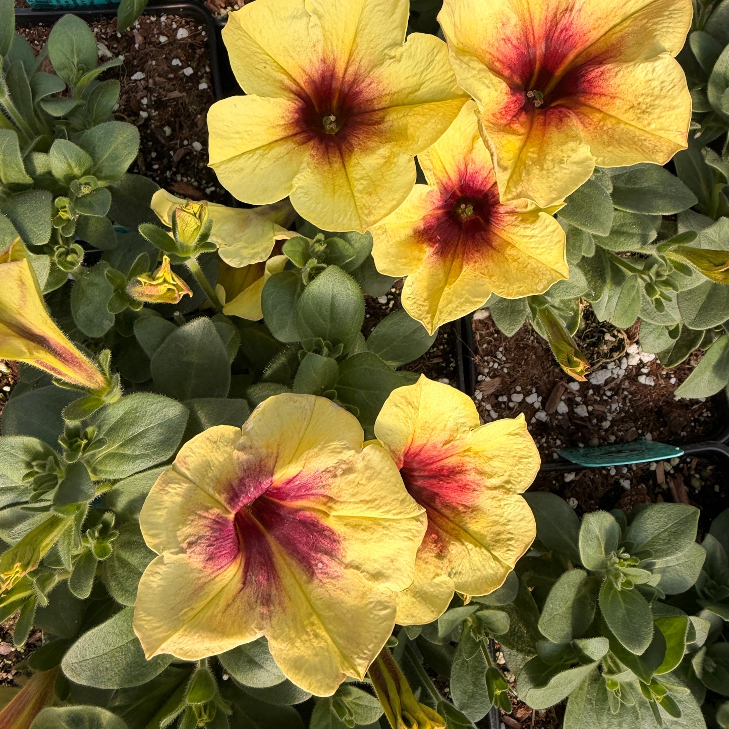 Crazytunia Bananarama Petunia