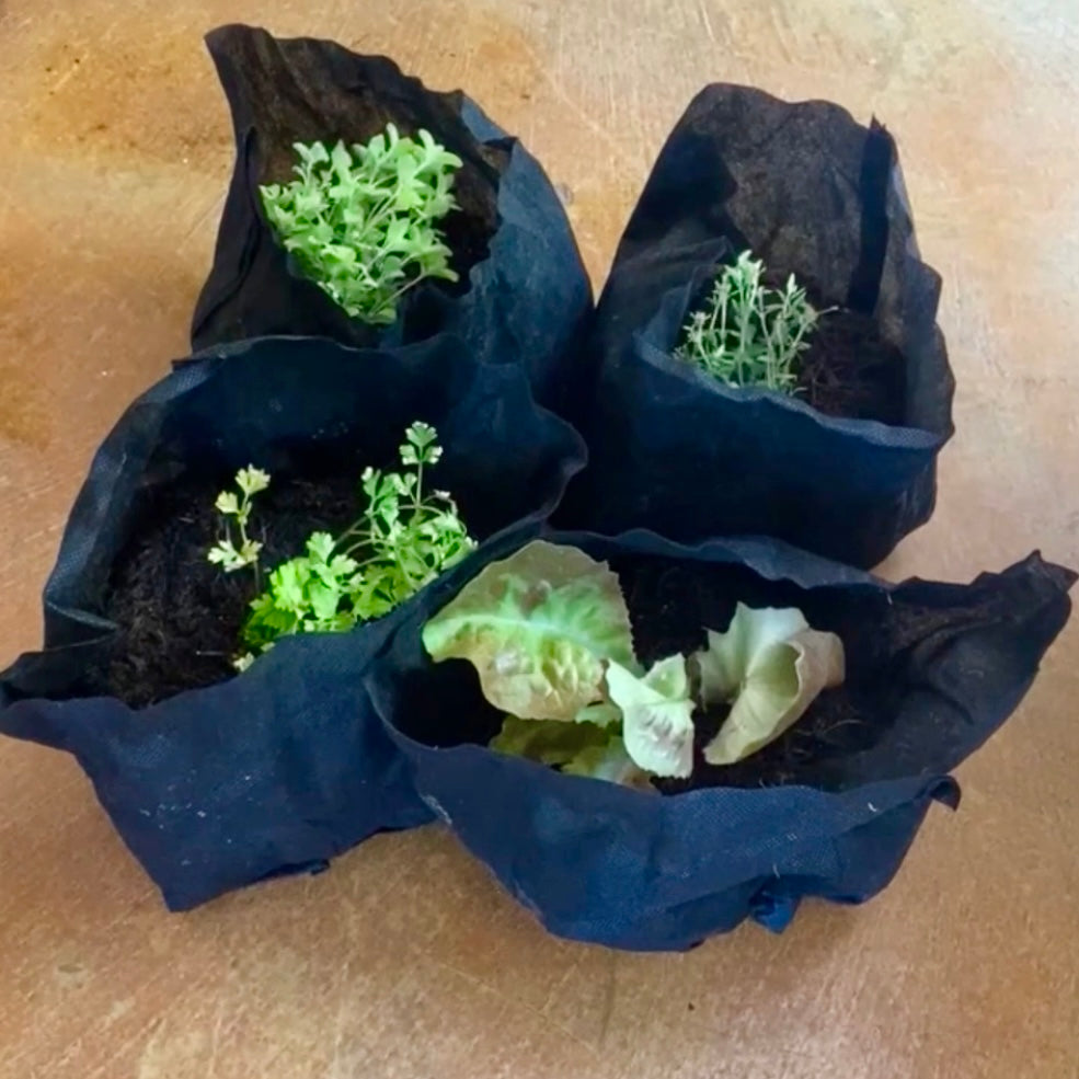 Planting Service for 1 Seedling