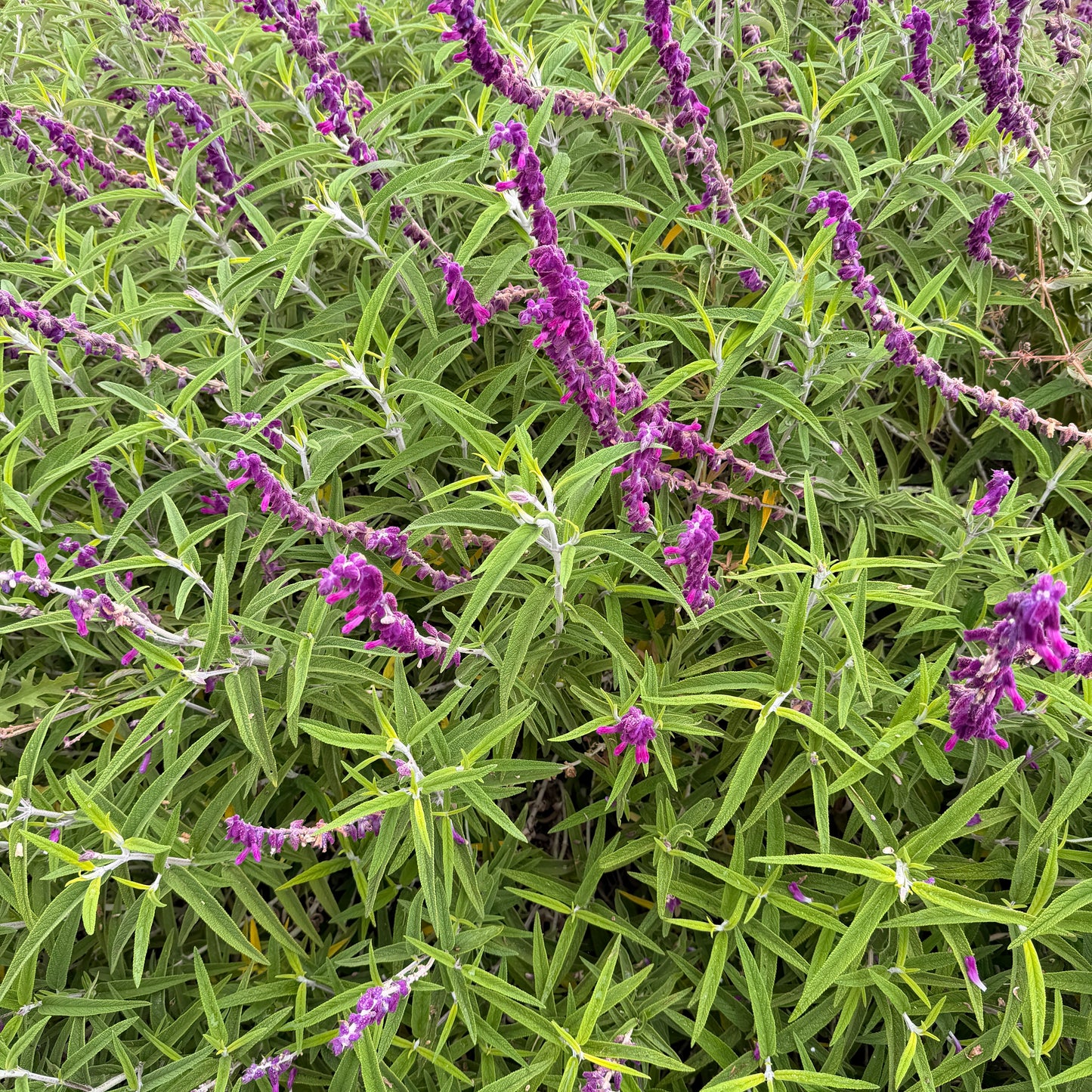 Midnight Mexican Bush Sage